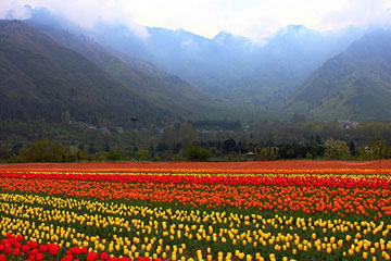 Srinagar Tour